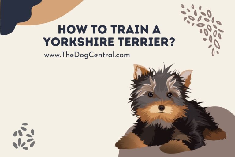 how to train a Yorkshire Terrier