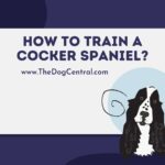 How to Train a Cocker Spaniel?
