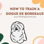 How to Train a Dogue De Bordeaux Puppy