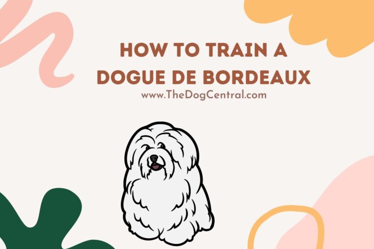 how to train a dogue de bordeaux