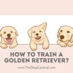 How to Train a Golden Retriever