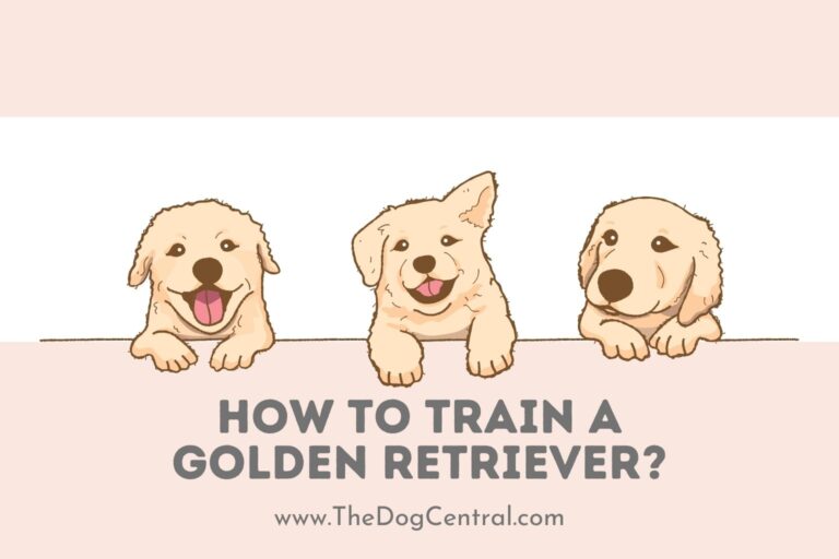 how to train a golden retriever