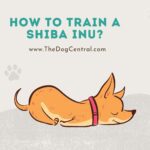 How to Train a Shiba Inu