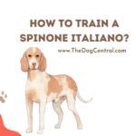 How to Train a Spinone Italiano?