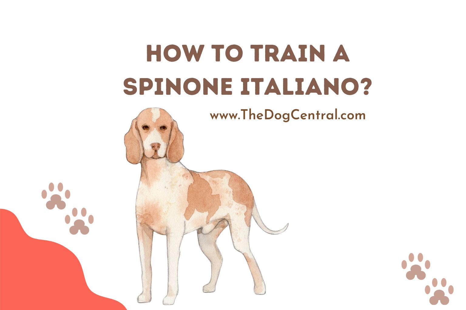 how to train a spinone italiano