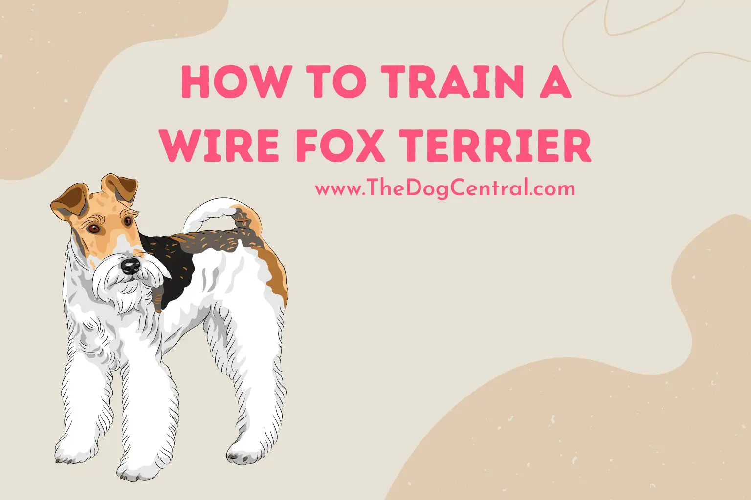 how to train a wire fox terrier