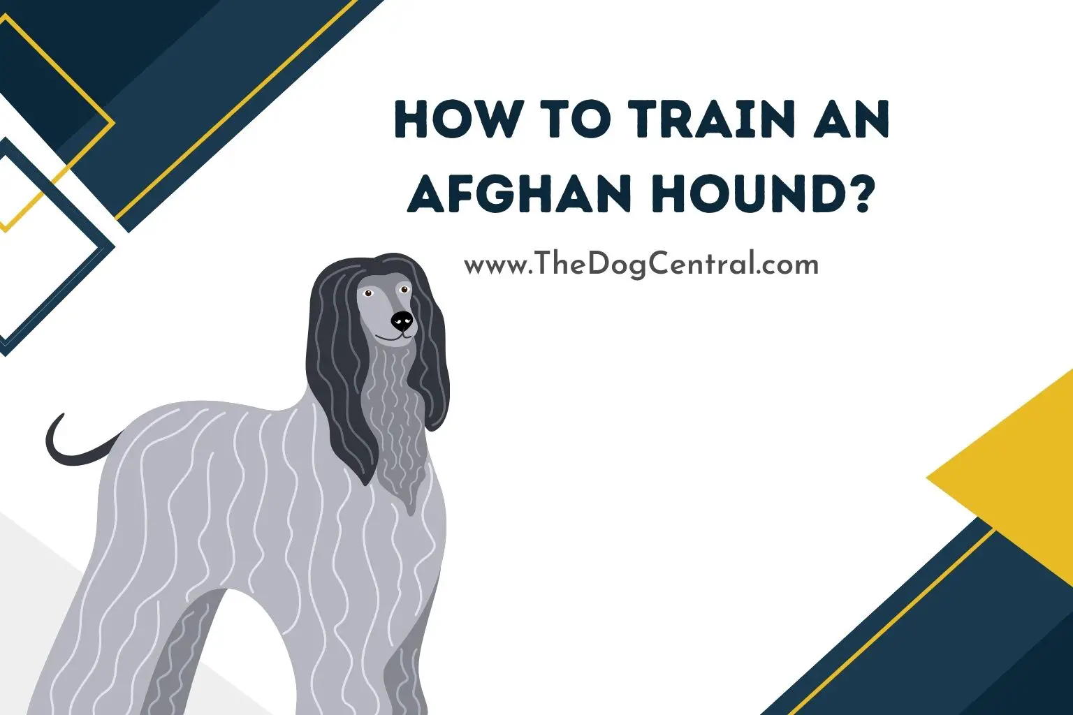 how to train an Afghan Hound
