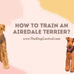 How to Train an Airedale Terrier?