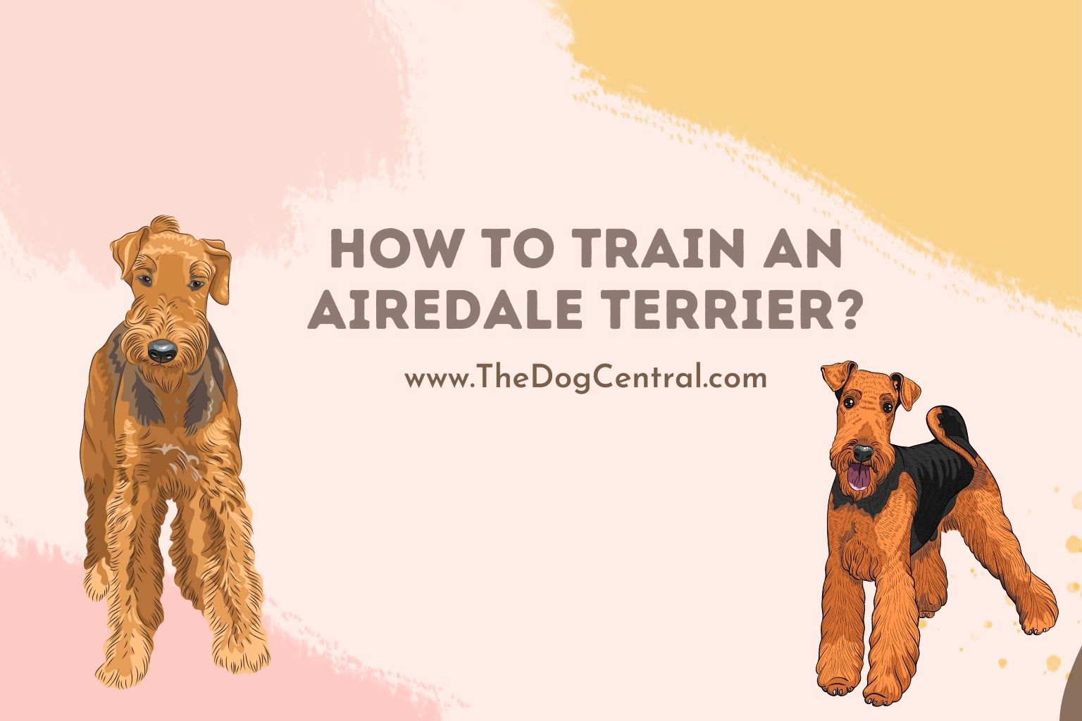 how to train an Airedale Terrier