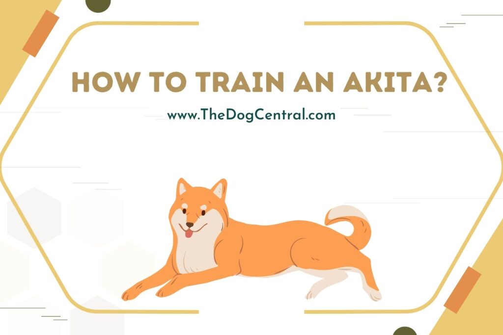 How to Train an Akita? | The Dog Central