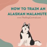 How to Train an Alaskan Malamute Puppy?