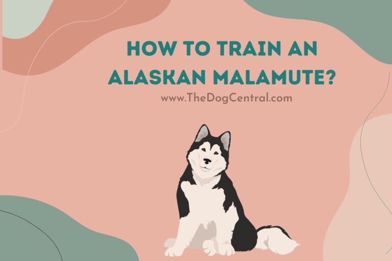 how to train an Alaskan Malamute