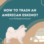 How to Train an American Eskimo?