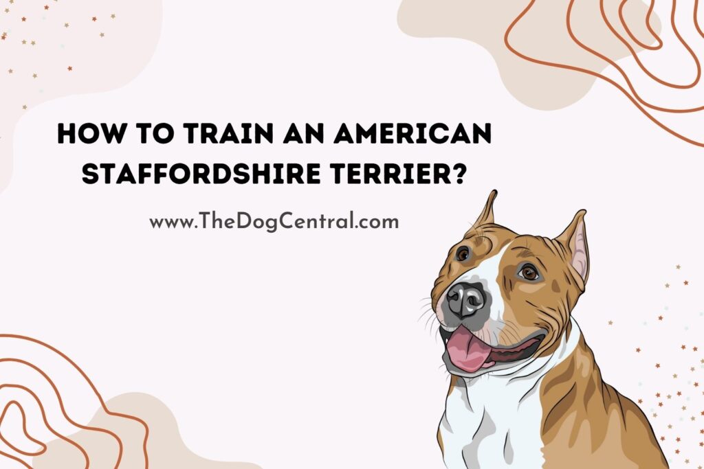 How to Train an American Staffordshire Terrier? The Dog Central