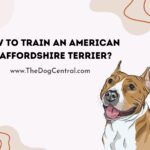 How to Train an American Staffordshire Terrier?