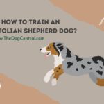 How to Train an Anatolian Shepherd Dog?