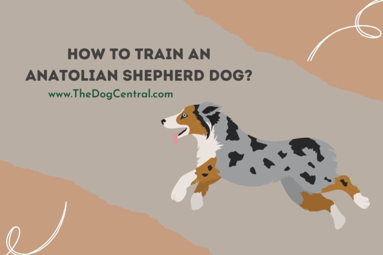 how to train an Anatolian Shepherd Dog