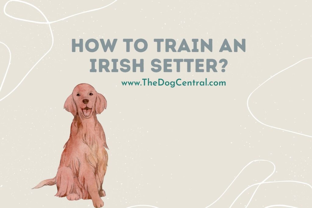 How to Train an Irish Setter? The Dog Central