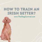 How to Train an Irish Setter?