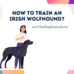 How to Train an Irish Wolfhound Puppy?