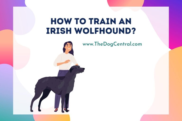 how to train an Irish Wolfhound