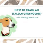 How to Train an Italian Greyhound?