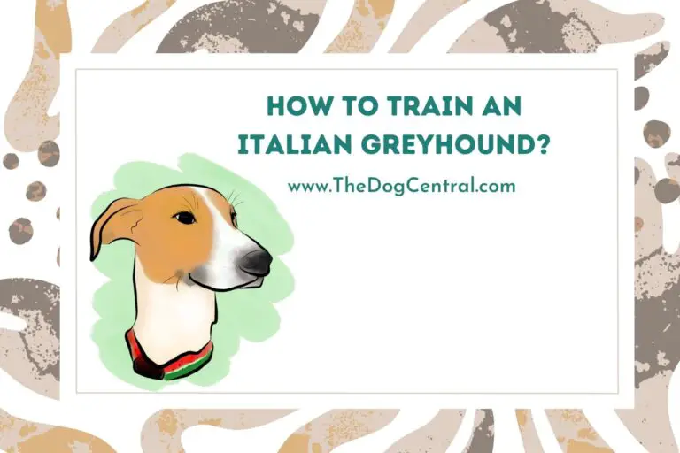how to train an Italian Greyhound