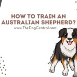 How to Train an Aussie Shepherd?