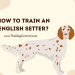 How to Train an English Setter?