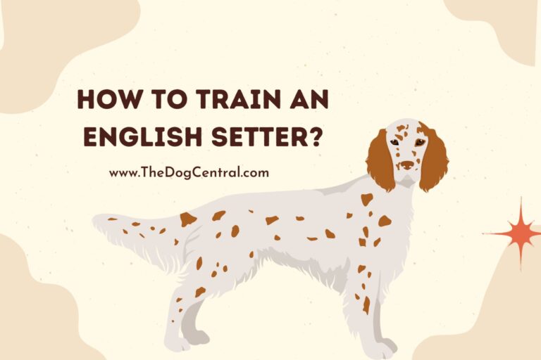 how to train an english setter