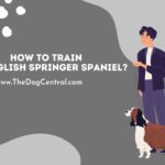 How to Train an English Springer Spaniel?