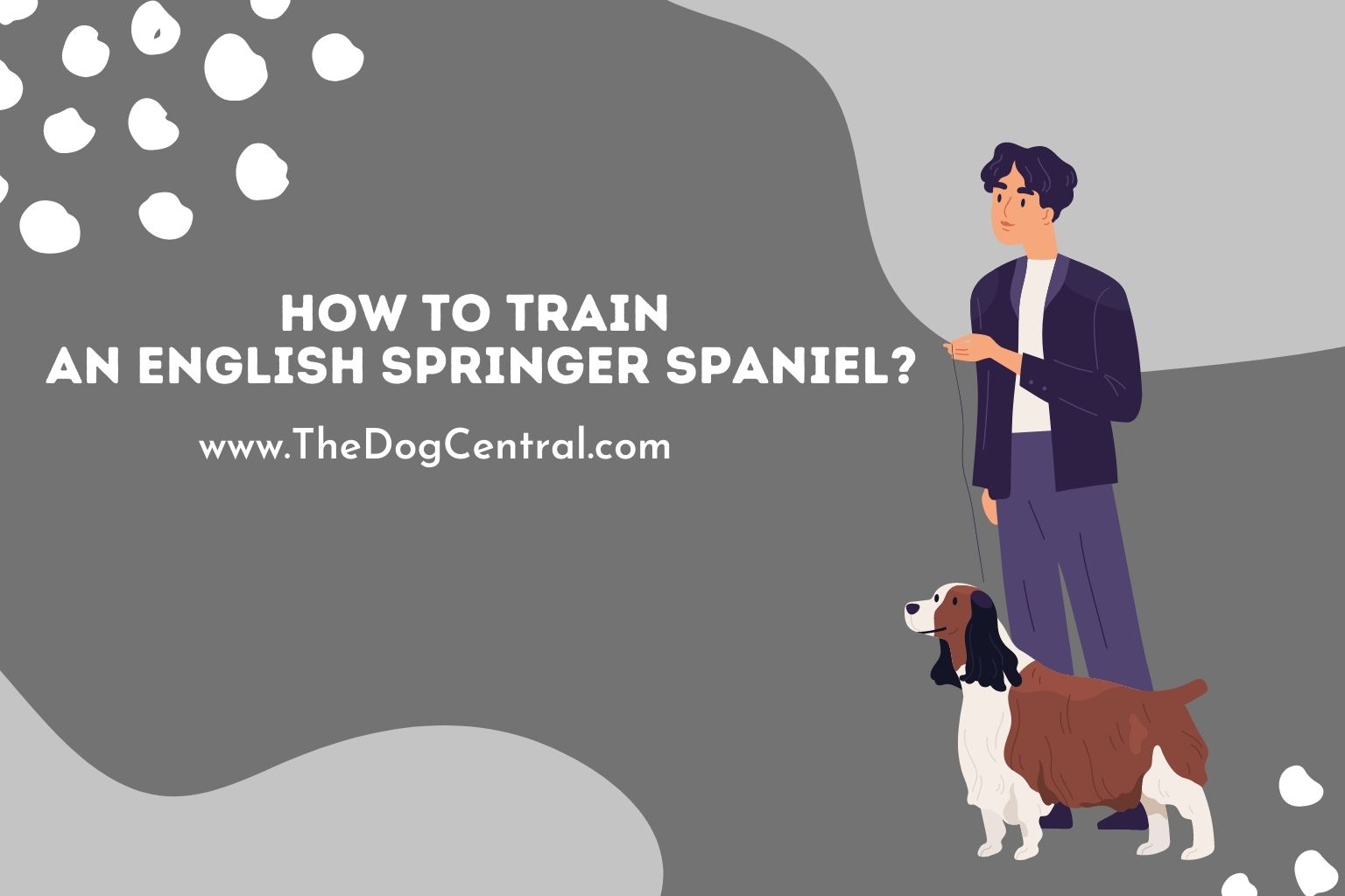 how to train an english springer spaniel