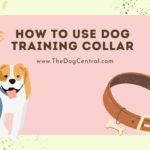 How to Use a Dog Training Collar?