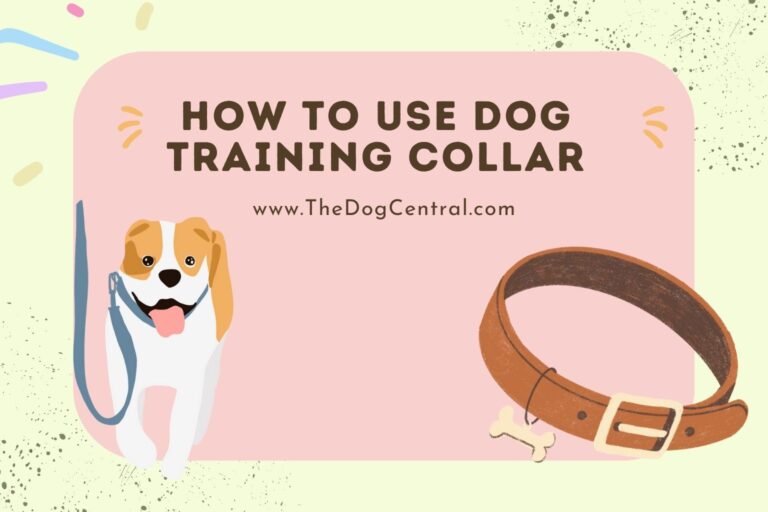 how to use dog training collar