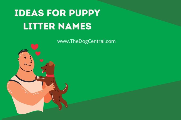 ideas for puppy litter names