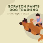 Scratch Pants For Dog Training