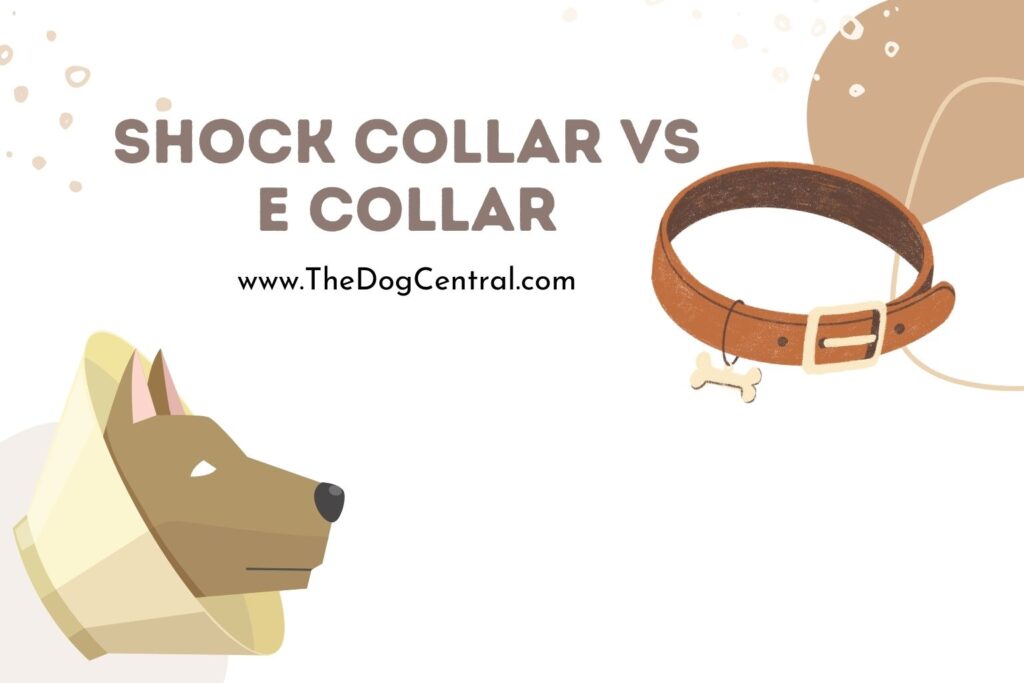 Shock Collar Vs E Collar What's the Difference? The Dog Central