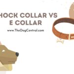 Shock Collar Vs E Collar: What’s the Difference?