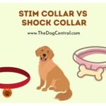 Stim Collar Vs. Shock Collar