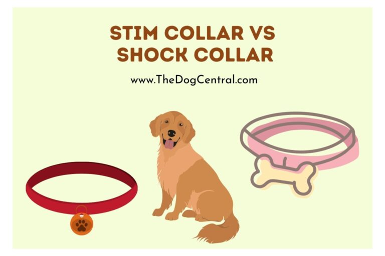 stim collar vs shock collar