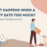 What Happens When a Puppy Eats Too Much?