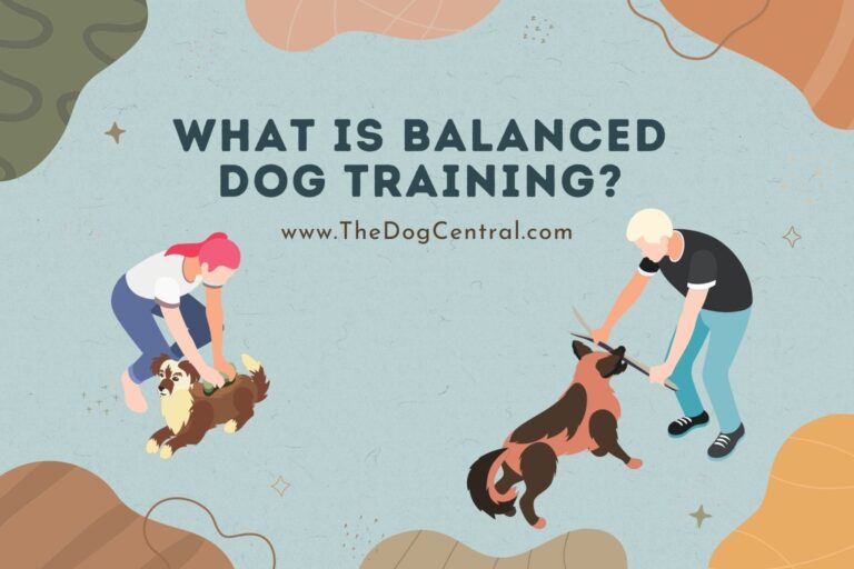 what is balanced dog training