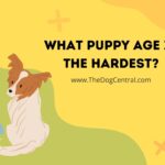 What Puppy Age Is The Hardest?