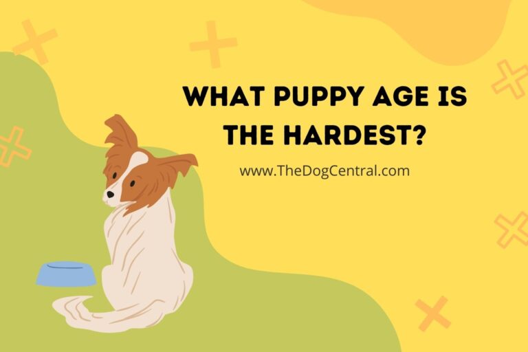 what puppy age is the hardest