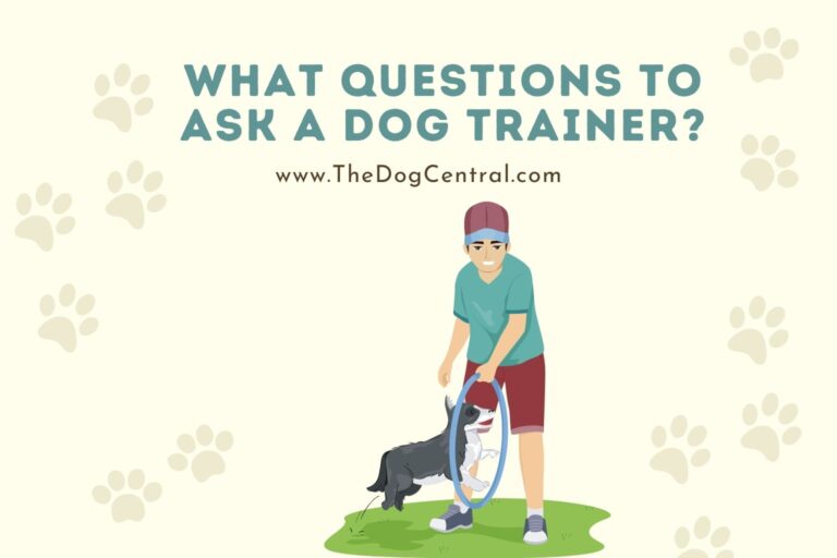 what questions to ask a dog trainer