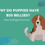 What Are the Causes of Big Bellies in Puppies?