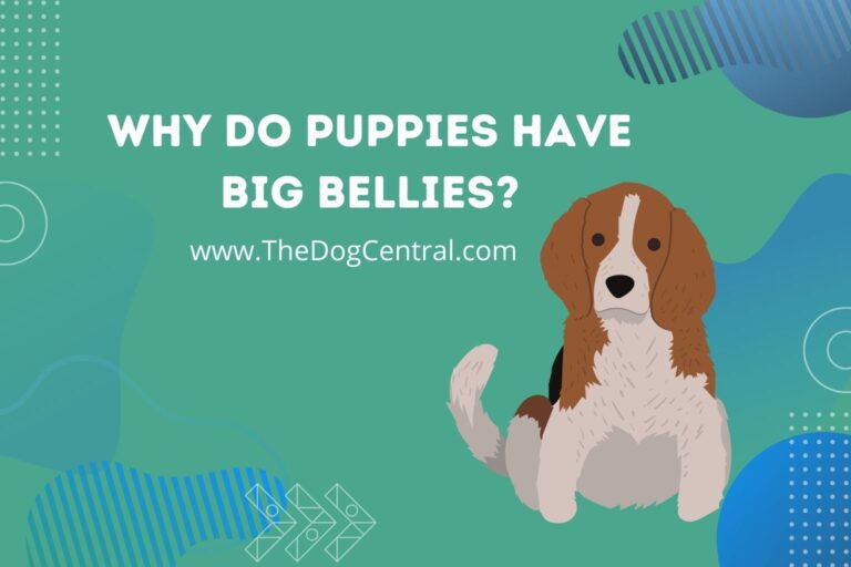 why do puppies have big bellies