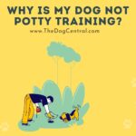 Why is My Dog Not Potty Training?
