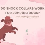 Does a Shock Collar Work for Jumping Dogs?