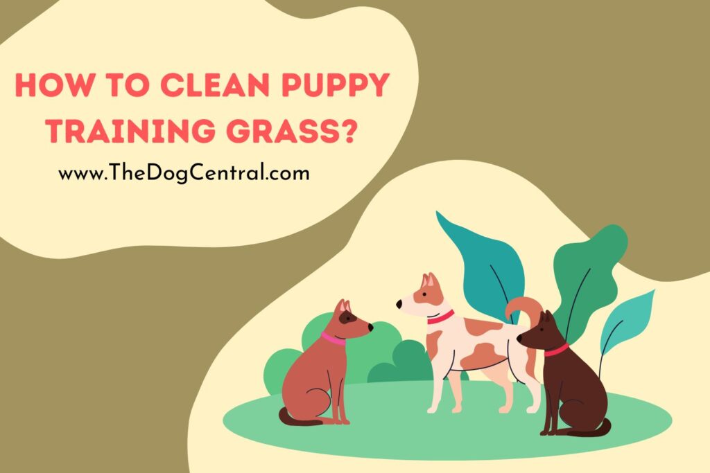 How to Clean Puppy Training Grass? The Dog Central